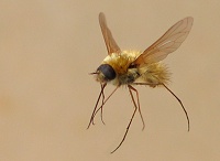 Un minuscule Bombyliidae