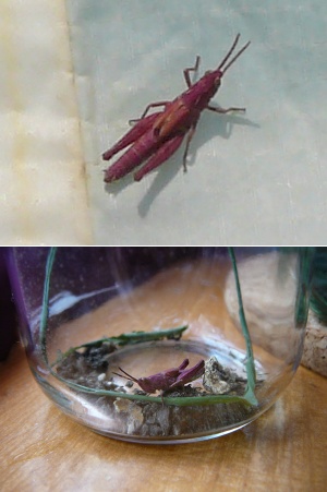 Le criquet mutant de Monsieur Diddier ...