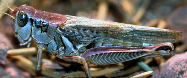 IMAGE : Dan Johnson, PhD.
Past-President of the Entomological Society of Canada
www.uleth.ca/~dan.johnson