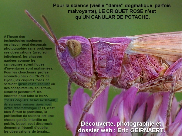 J'ai trouvé un criquet rose...