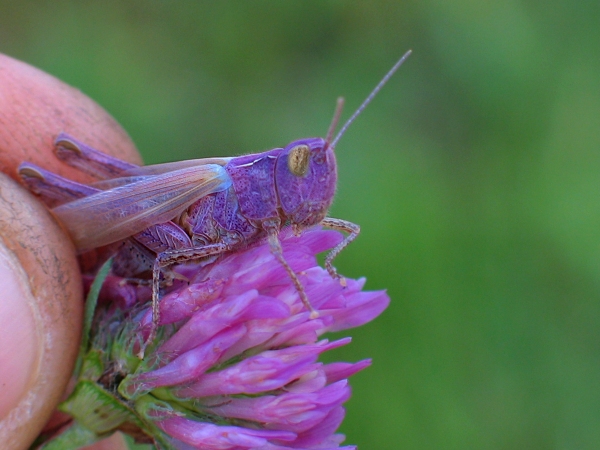 L'observation de la nature
est loisible à chacun