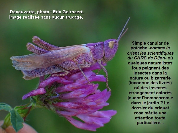 Chorthippus brunneus après la mue