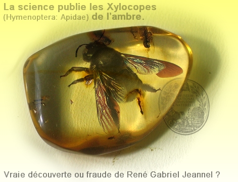 L'ambre révèle la couleur d'insectes vieux de 99 Ma - Sciences et