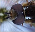 Une mouche Syrphidae 
(image publiée dans OPIE - INRA)