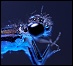 Une libellule Coenagriidae
(image publiée dans le magazine
PhotoSelection au CANADA)