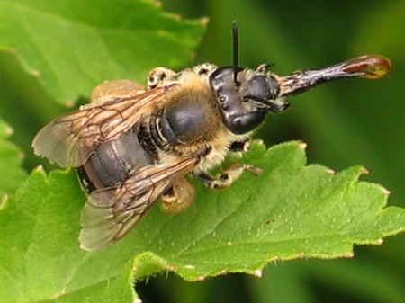 Abeille : photo Eric G. 