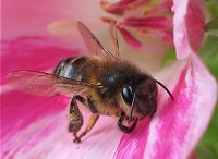 Abeille : photo Eric G. 