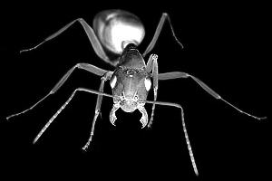 Un jour, une fourmi, les mandibules ouvertes
est retrouvée dans l'ambre...